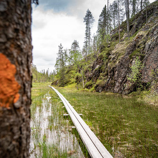 A footbridge leads across the marsh