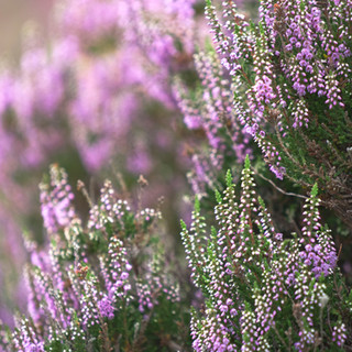 Wanderung von Rozel nach Bonne Nuit auf der Kanal Insel Jersey. Heidekraut blüht im Sommer
