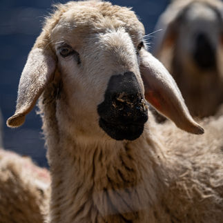 Turkish sheep