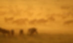 Afrika Tansania Serengeti Sonnenaufgang great migration gnu