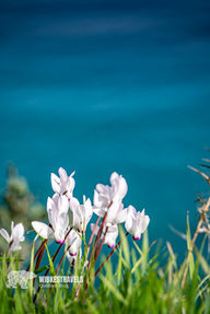 Cyclamen Sea Turquoise Blue Water Cyprus