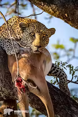 Nationalpark Südafrika krüger leopard kill Impala