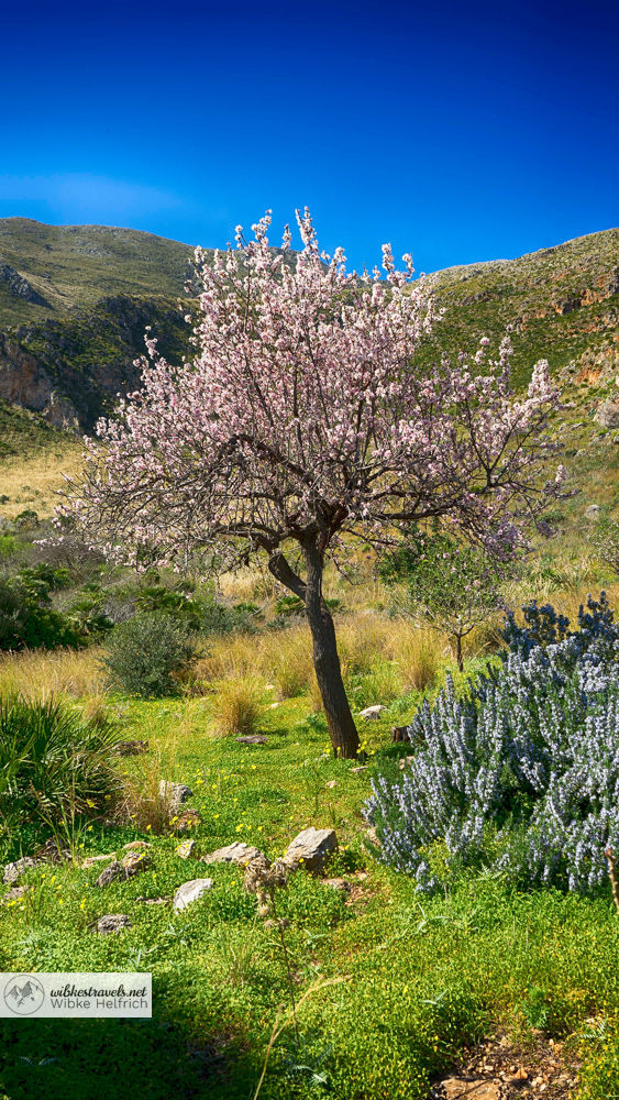 Zingaro Naturreservat Sizilien Mandelbaum Blüte