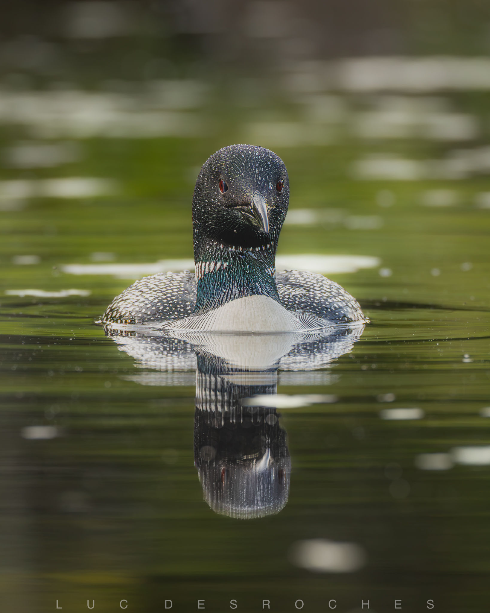 Le regard du plongeon ( plongeon Huard )