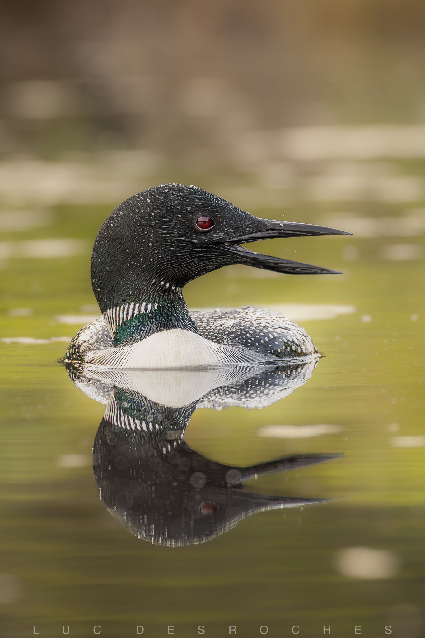 L'appel du lac( Plongeon Huard )