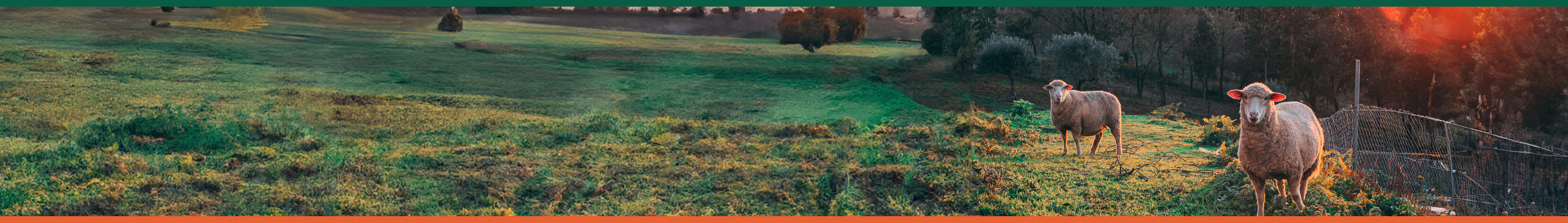 Fresh Meat Distribution