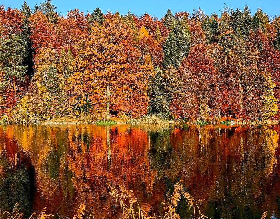 Photo of a forest with the color of the leaves changing.