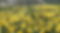 flowers inspirations daffodils