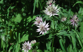 DSC_0121 ab.JPG