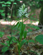 DSC_0027ab.JPG