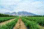 campo-arandanos-scaled-4.jpg