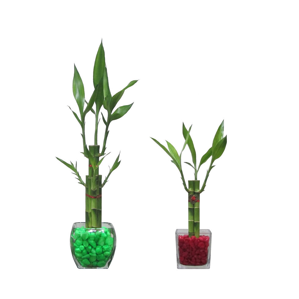 DiseƱos lucky bamboo