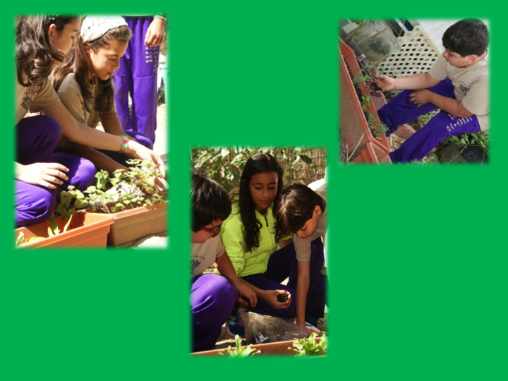 Picasa - Slide15.png