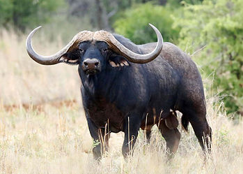 Lone cape buffalo with wide horns, in grassland thornbush of Sengwa hunting concession, in the Chirisa Safari area.
