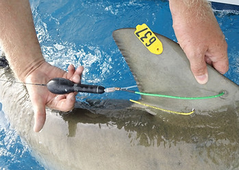 tagging & releasing a shark from game sea fishing boat in Kenya with Sybarite Sporting