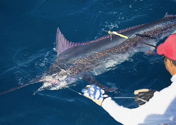 Kenya big game marine conservation programme, fishermen tag & release a marlin as part of an ecotourism fishing safari.