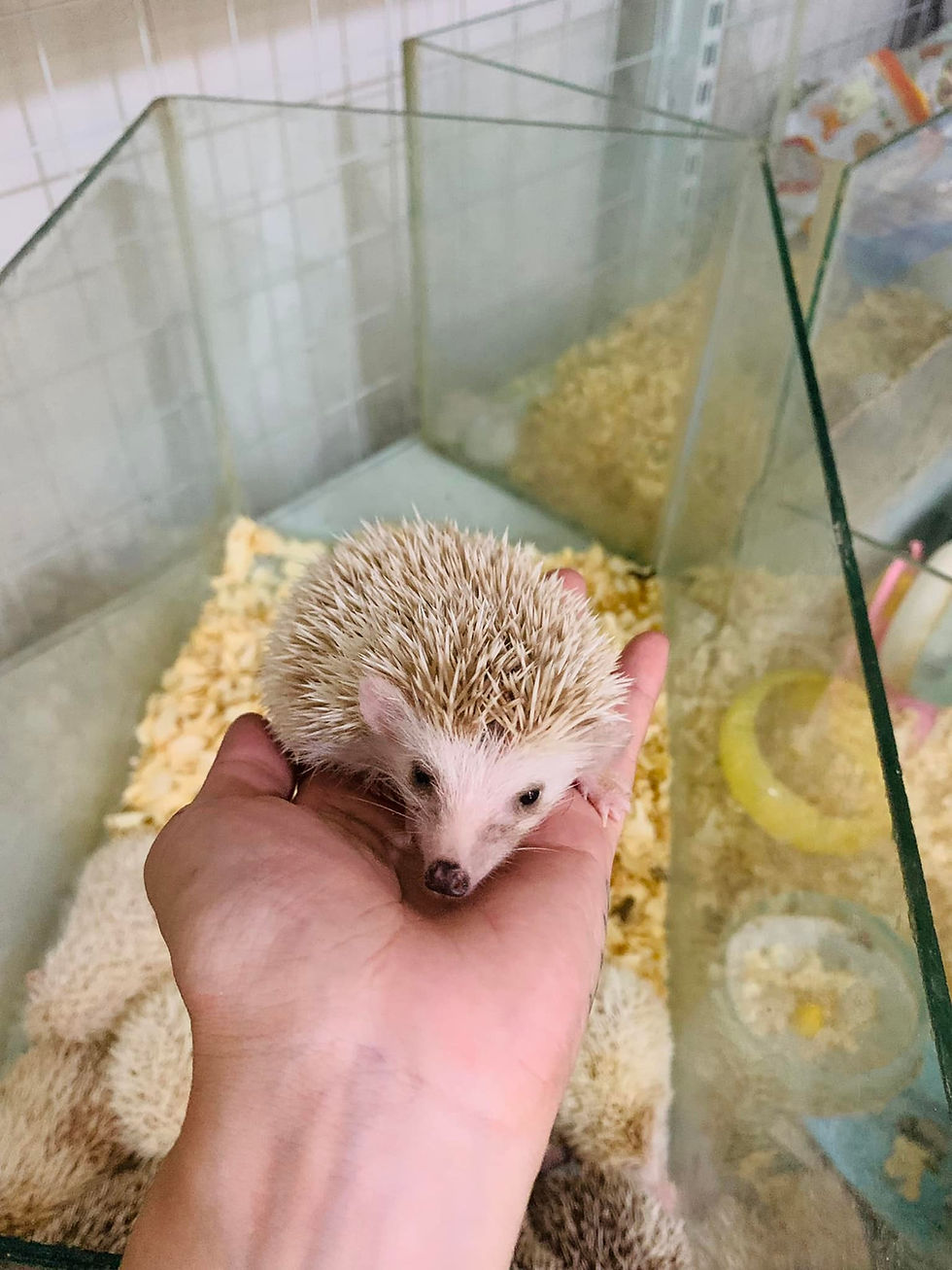 Hình thu nhỏ: nhím cảnh màu tràsữa