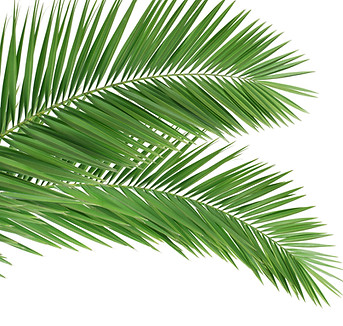 fern branches