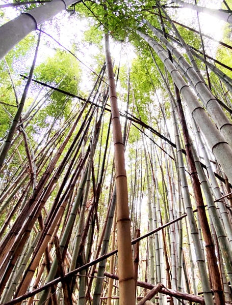 【販売中】岡山県津山市｜最上流域に位置する清流沿いの竹林107坪が12万円