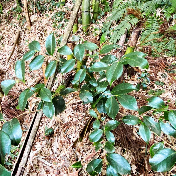 岡山県津山市、清らかな川沿いに広がる竹林107坪の山林。 小さなヤブツバキ