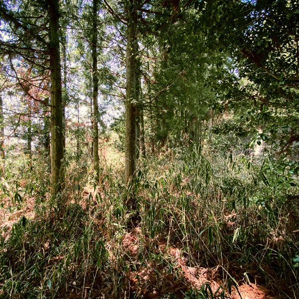 岡山県津山市の山林物件内の様子。植林された桧があるエリアで、このまま残せば涼やかな日陰を活かせます。