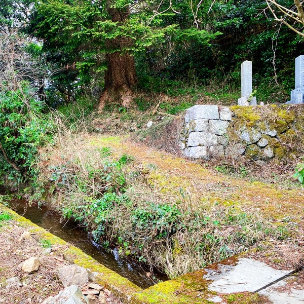 草木に囲まれた山道。 清流が流れています