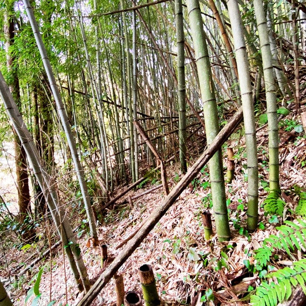 清流脇に立つ竹林。傾斜地の竹林の密度や高さが分かるアングル