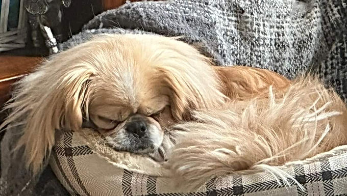 Macy Pekingese female