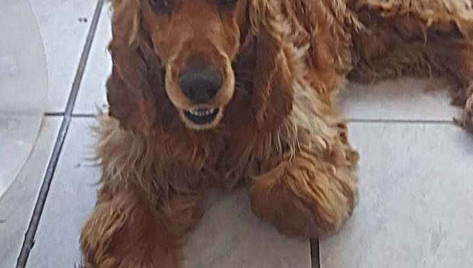 Brent Cocker Spaniel männlich