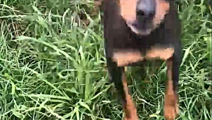 Mamma The picher bitch