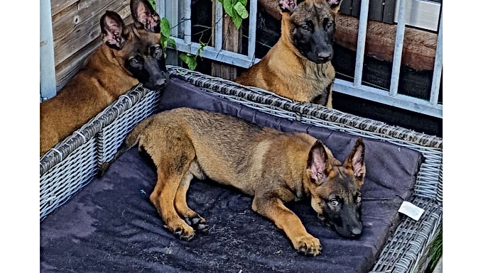 Belgian Malinois females