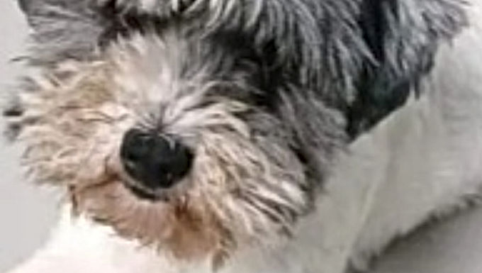 Chanel X Shitszhu female