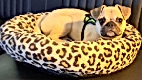 Billy mops kruizing reutje