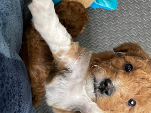 Available male puppy