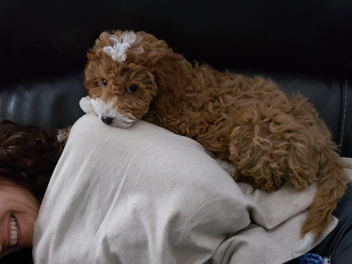 Guardian Puppy Available