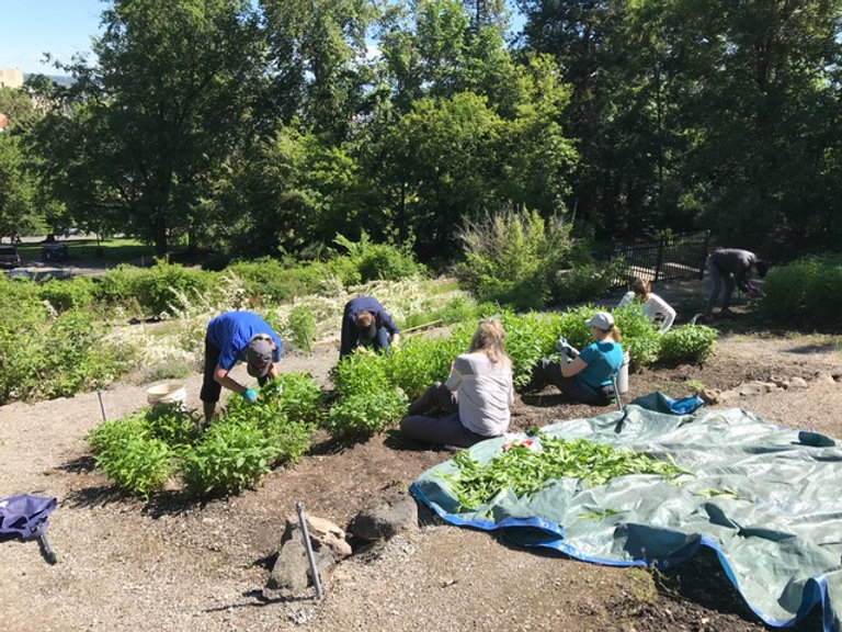 Work Party - pruning bushes.jpeg