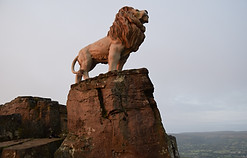 Lion, King of The Jungle.