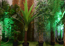 Tropical Jungle Safari Plants hire