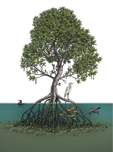 Mangrove Tree drawing on google