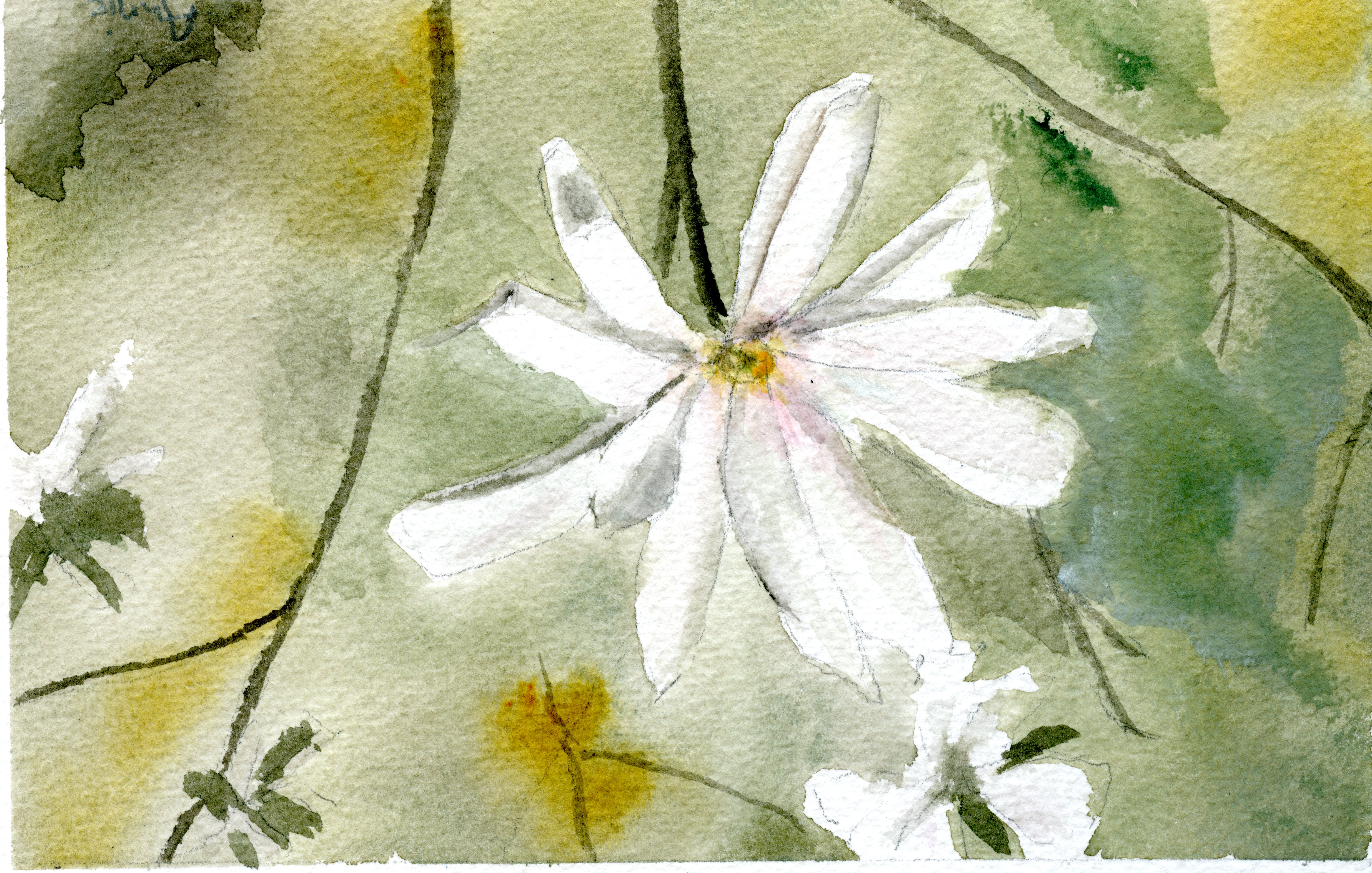 Magnolia Blossom