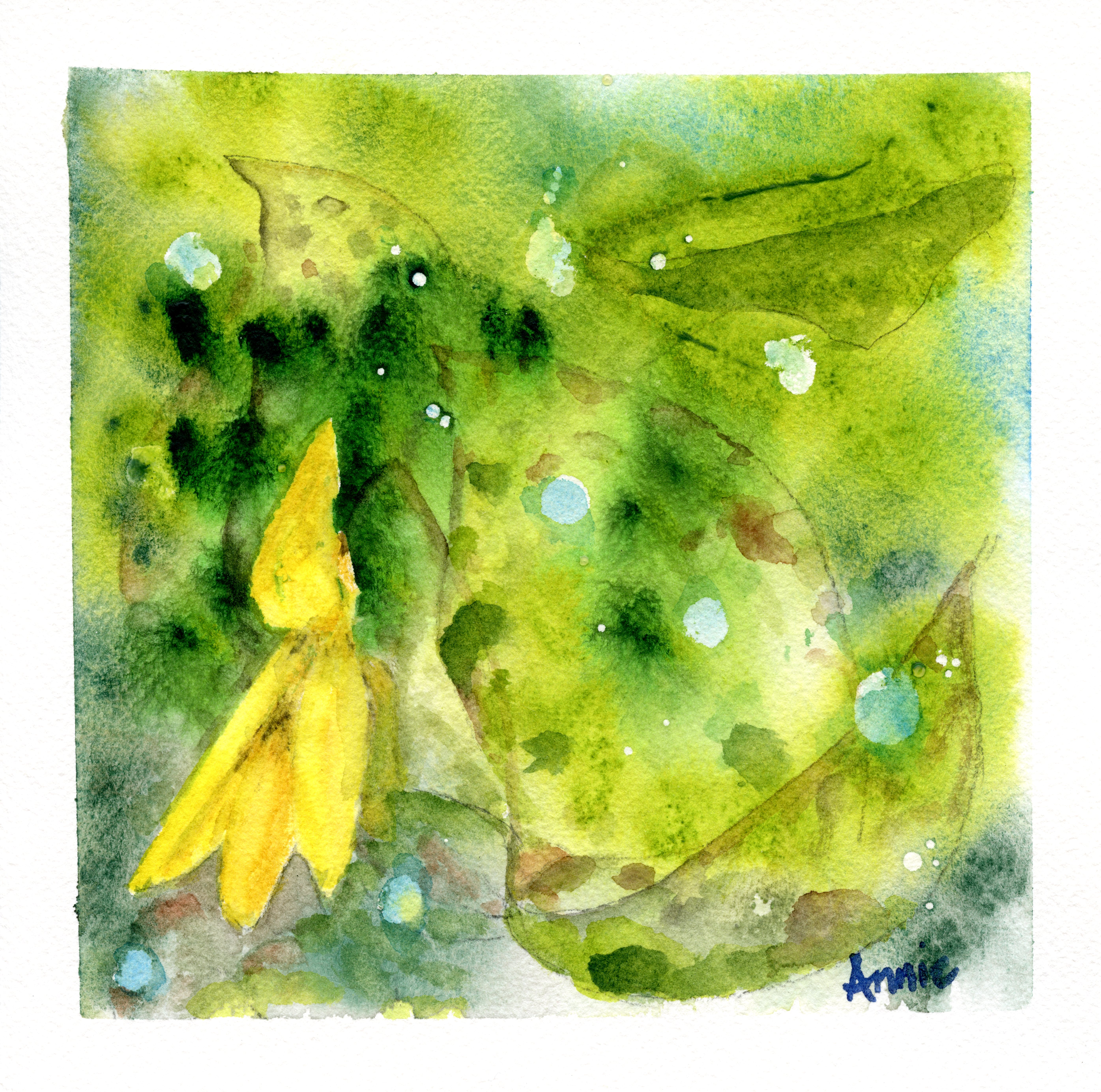 Trout Lily