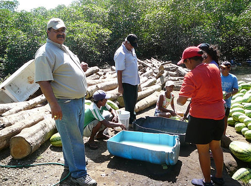 Trabajadores clasificando y lavando sandías cerca de un río con troncos y vegetación al fondo.