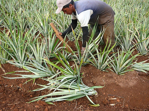 A farmer tending to a pineapple field, using a tool to work the soil.