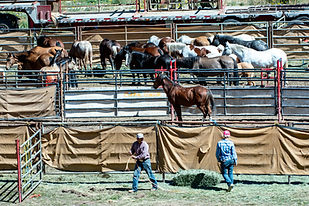091824 LR BLM Wild Horse Roundup on Book Cliffs015.JPG