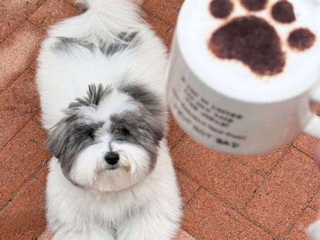 서울 애견동반 카페 추천 BEST5 (홍대·용산·서울 포함)