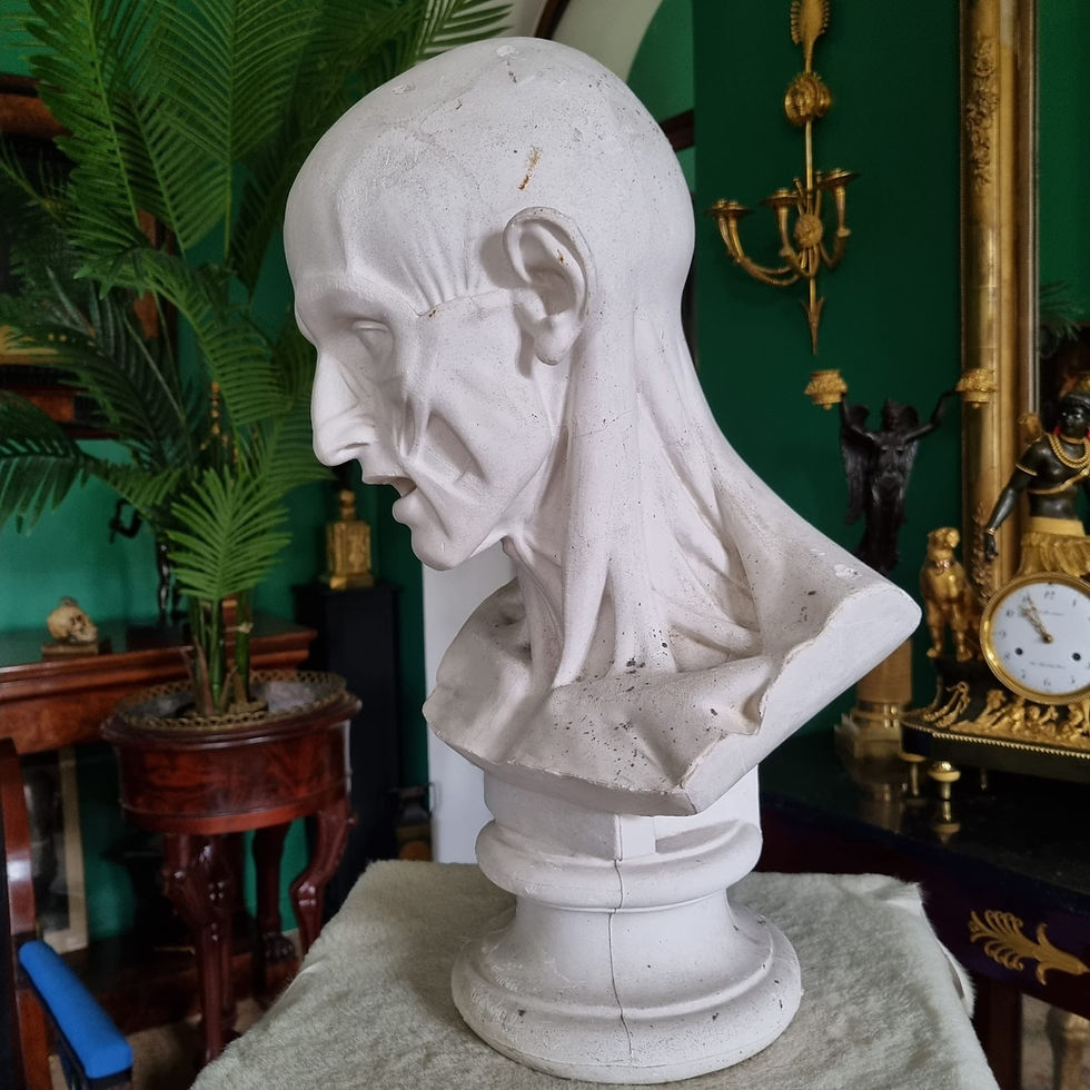 Miniature : Grand buste d'échorché en plâtre du XIXème siècle.