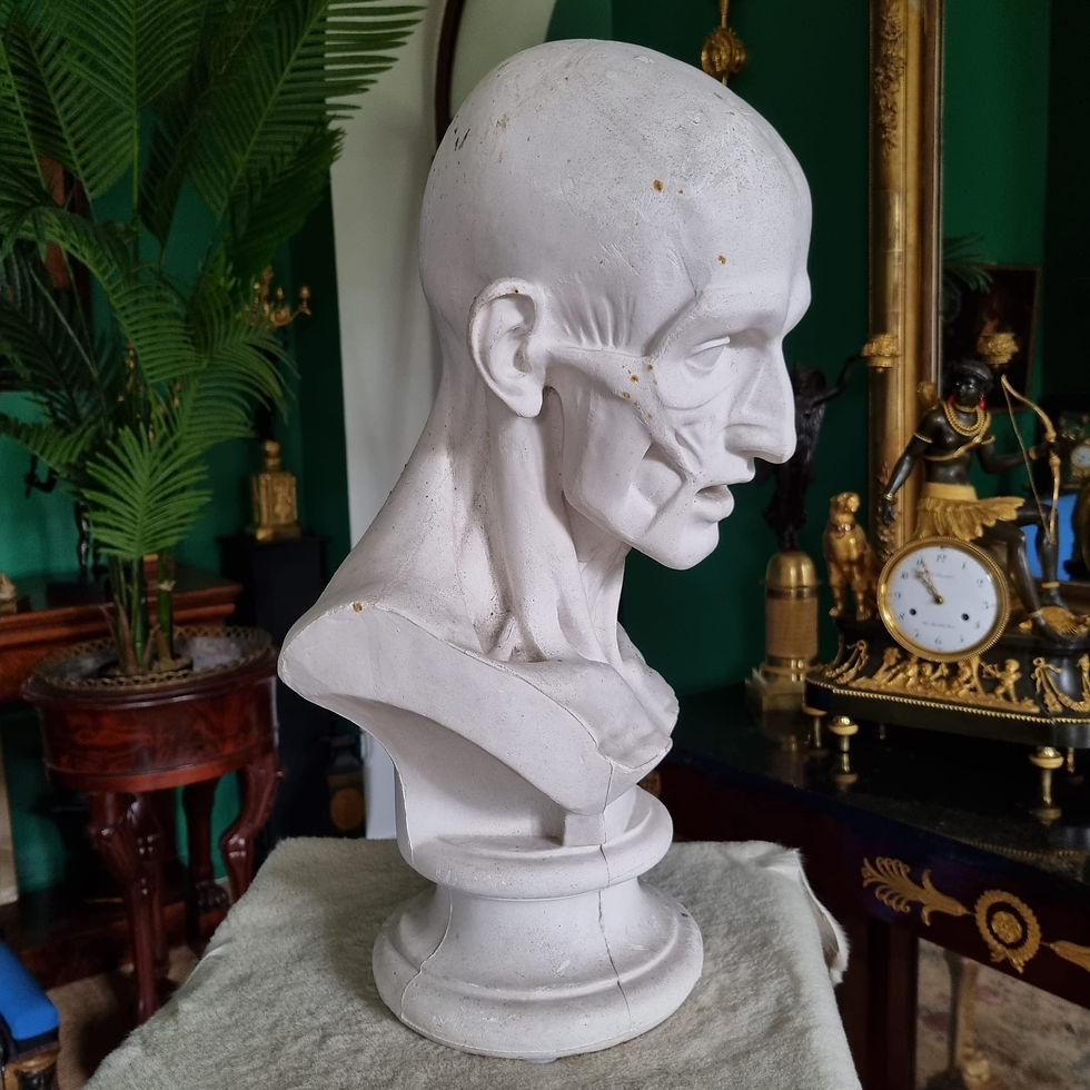 Miniature : Grand buste d'échorché en plâtre du XIXème siècle.
