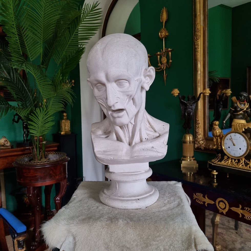 Miniature : Grand buste d'échorché en plâtre du XIXème siècle.