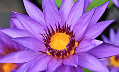 water-nature-blossom-plant-flower-purple