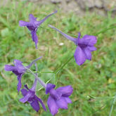 Consolida_regalis_regalis1.jpg